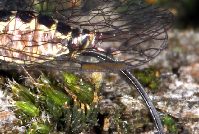 Atlantoraphidia maculicollis - Copyright Denis Bourgeois